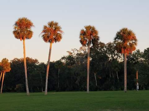 4 Palm Trees
